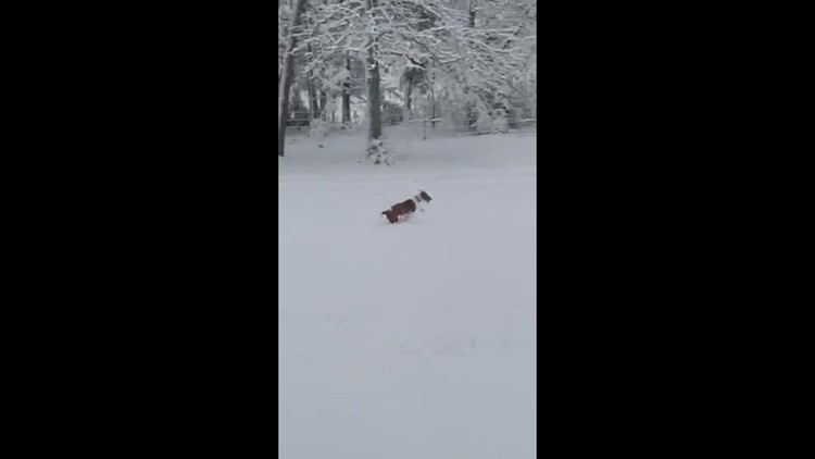 Daisy meets snow on Brewer, Mt, AR