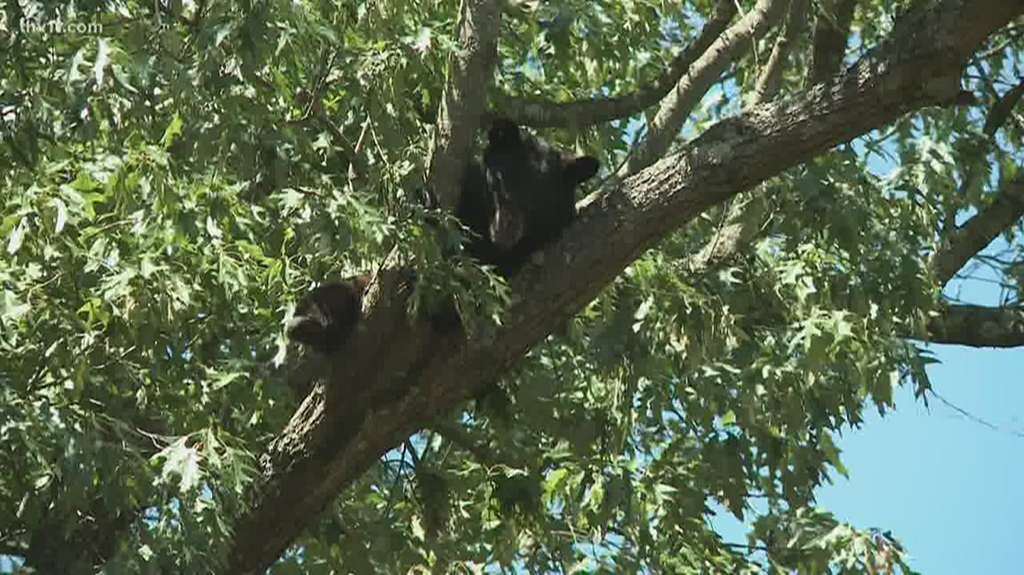 Bears spotted in central AR neighborhoods, should you be worried ...