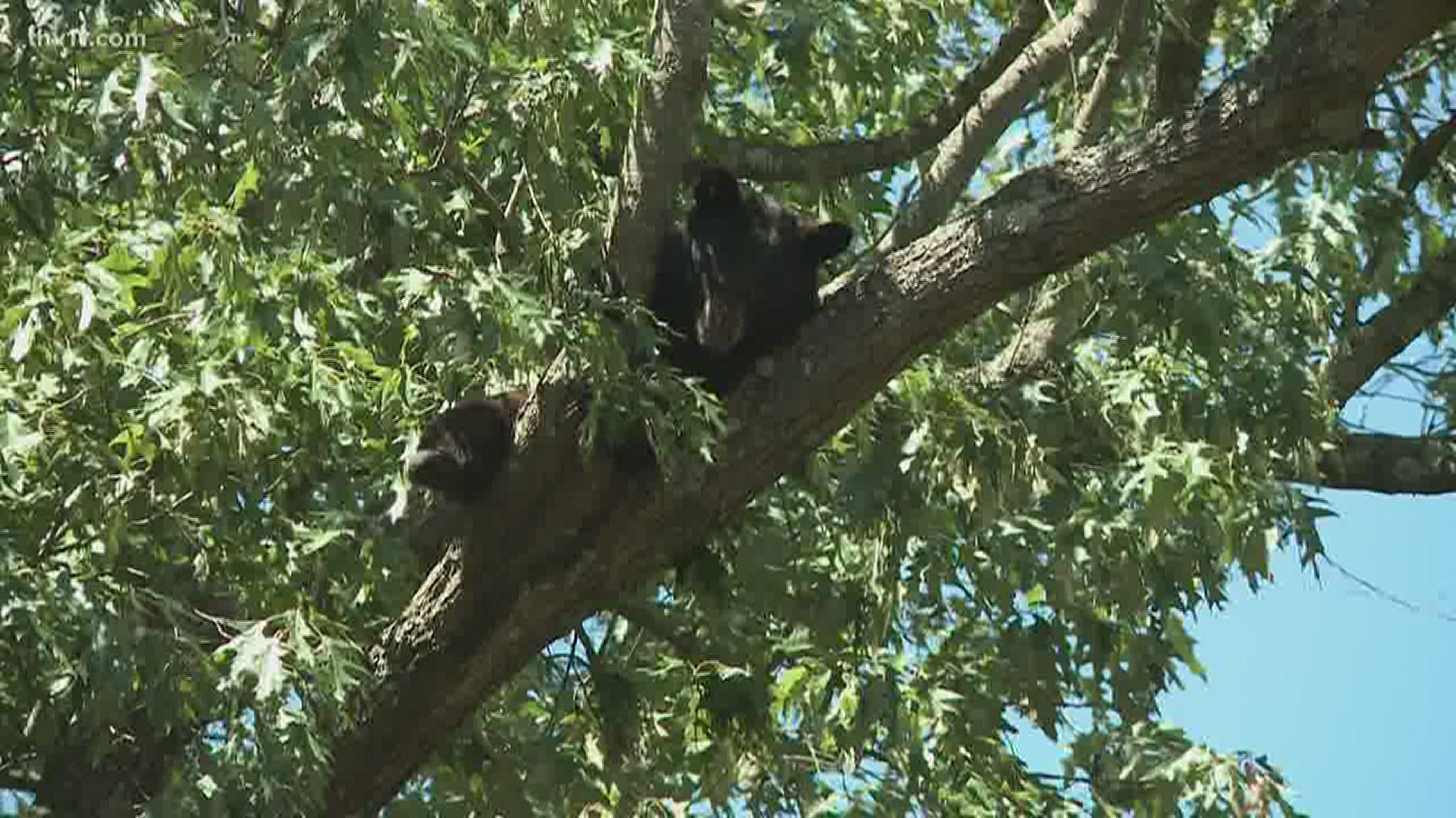 A bear has been hanging in a west Little Rock neighborhood tree all day.