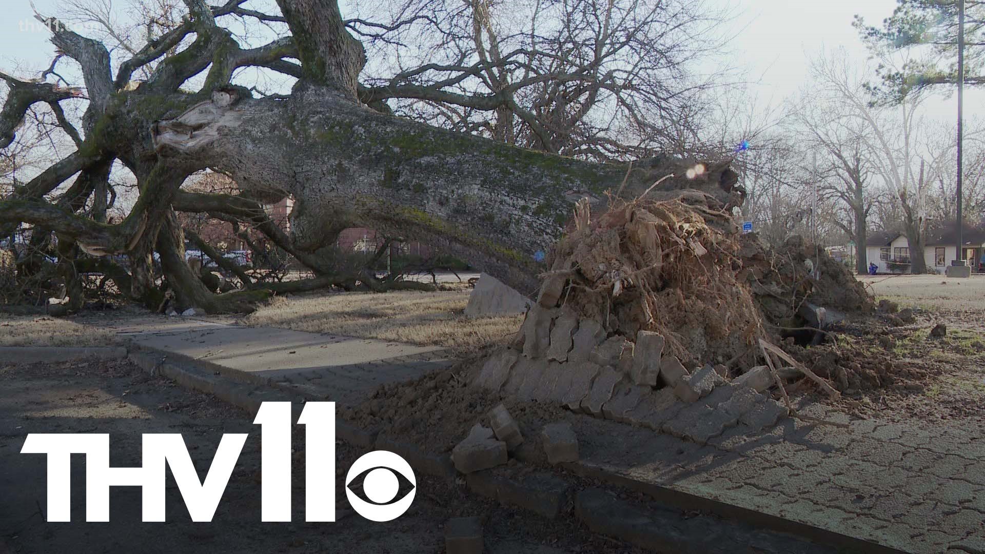 The "Fiddler's Tree" is one of the oldest trees in Faulkner County. Unfortunately the tree is no more, but officials have plans for the historic oak.