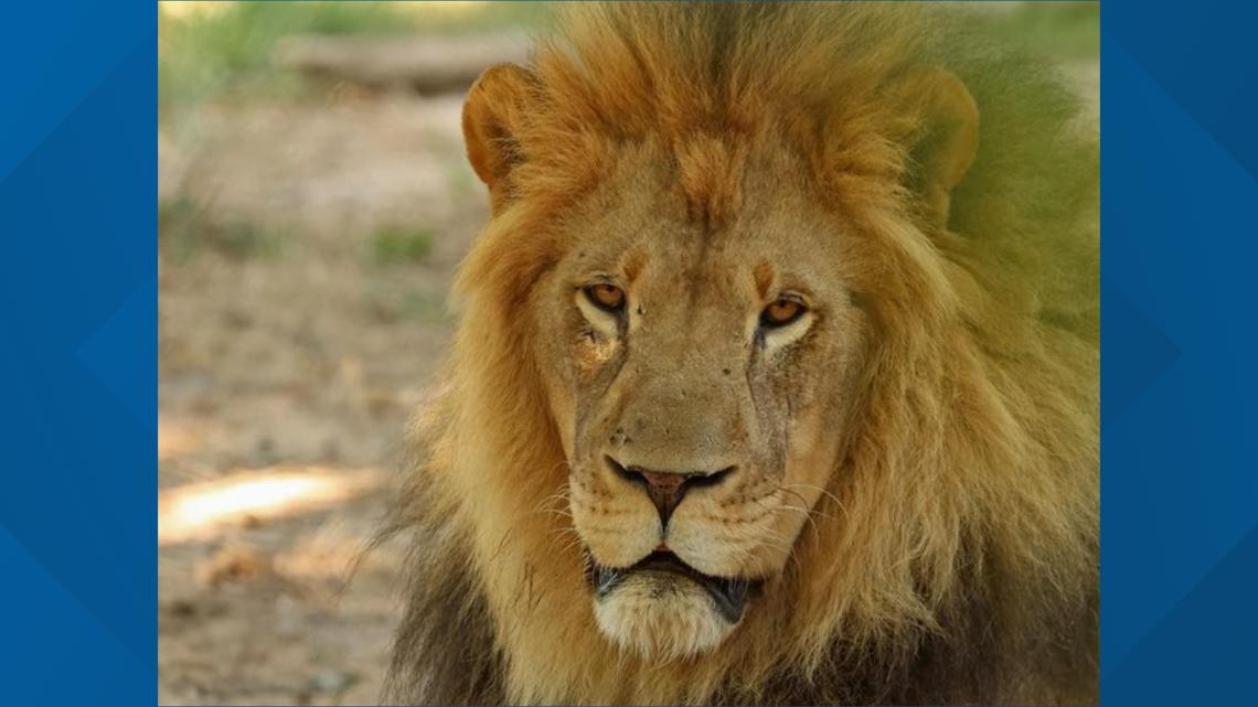 Little Rock Zoo accepting donations for Lights for Lions recycling drive