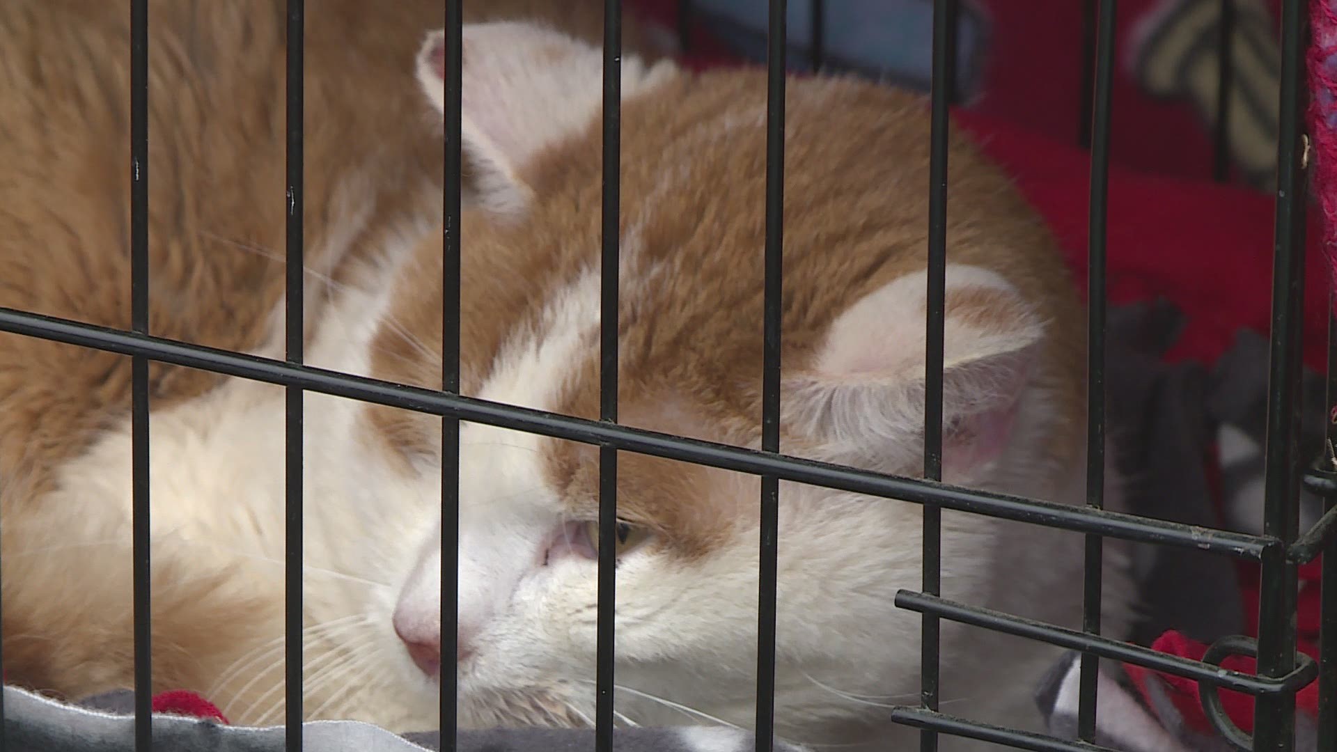 Authorities were able to save a cat from a Fort Smith park from freezing to death on Wednesday.
