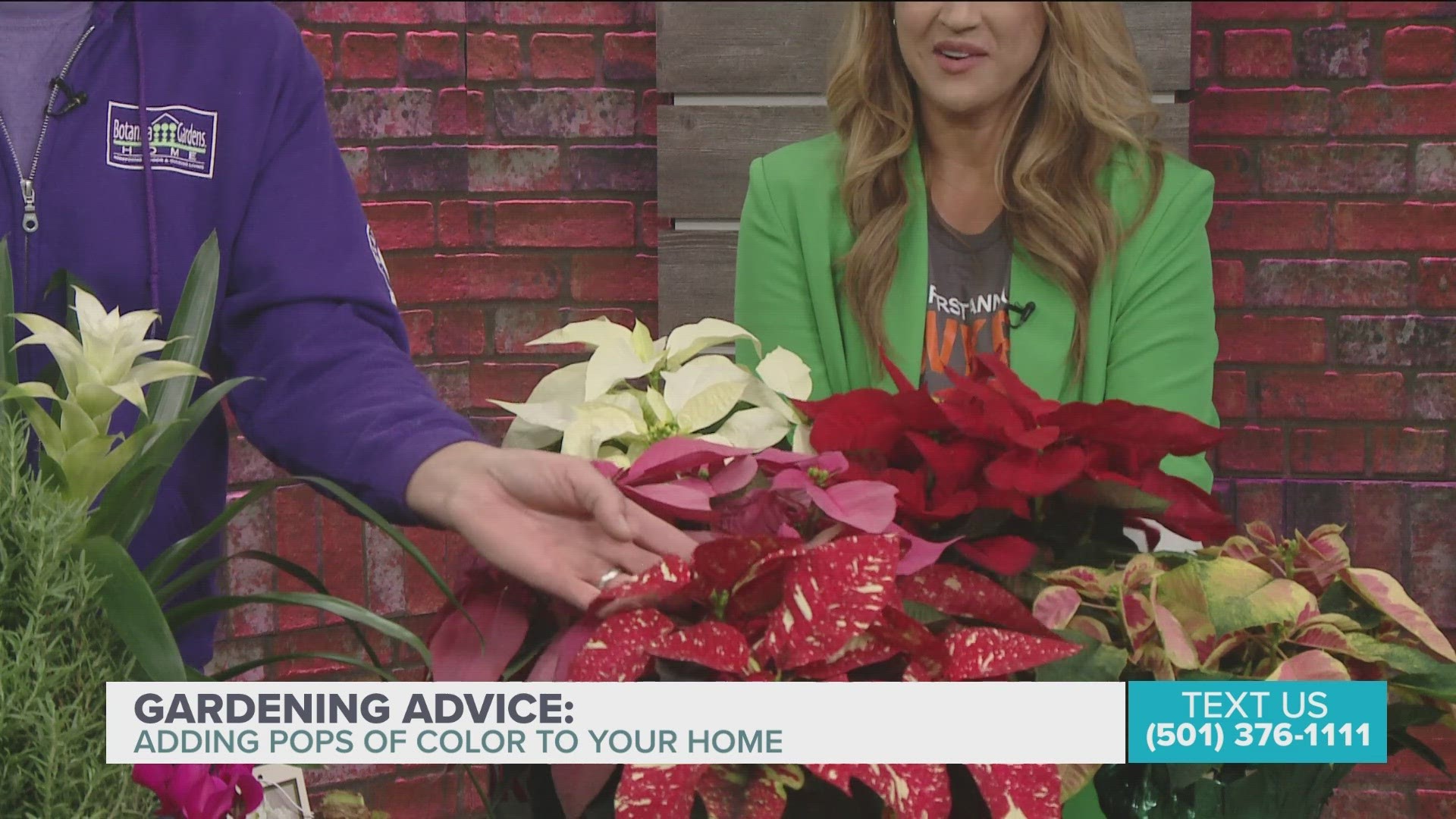 Chris H. Olsen shows us how to add pops of color with houseplants.