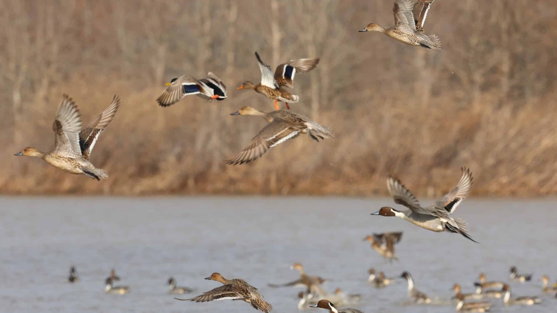 Late winter mallard estimates remain lowest in 15 years - Vimarsana News