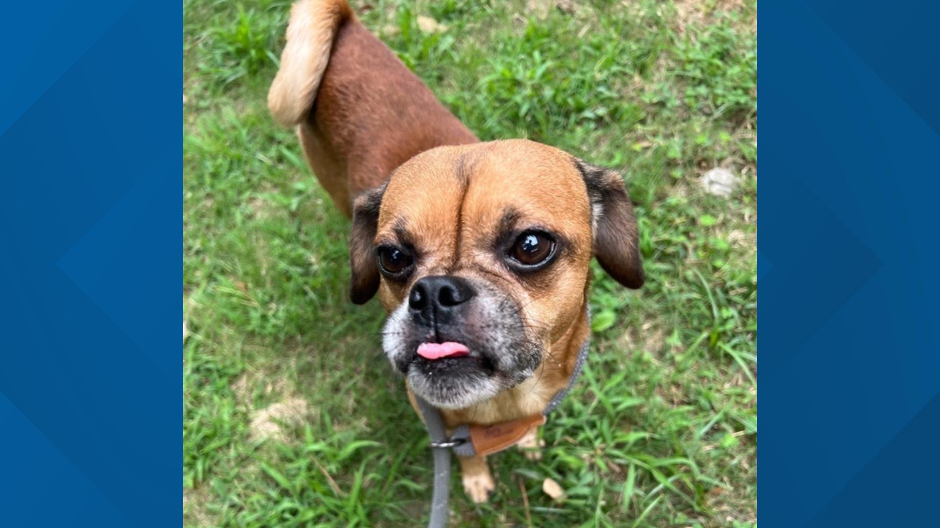 Meet Maddox, a young pug mix who’s as cute as he is well-behaved! He appears to be potty trained and is leash trained. Help him find a new BFF today!