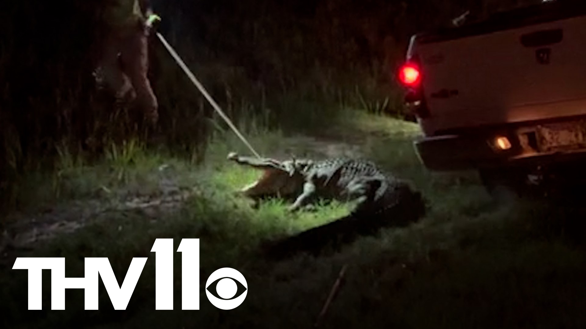 Officials captured an alligator in Monticello, Arkansas. Video credit: MonticelloLive