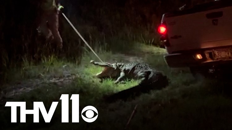 Alligator captured in Arkansas town