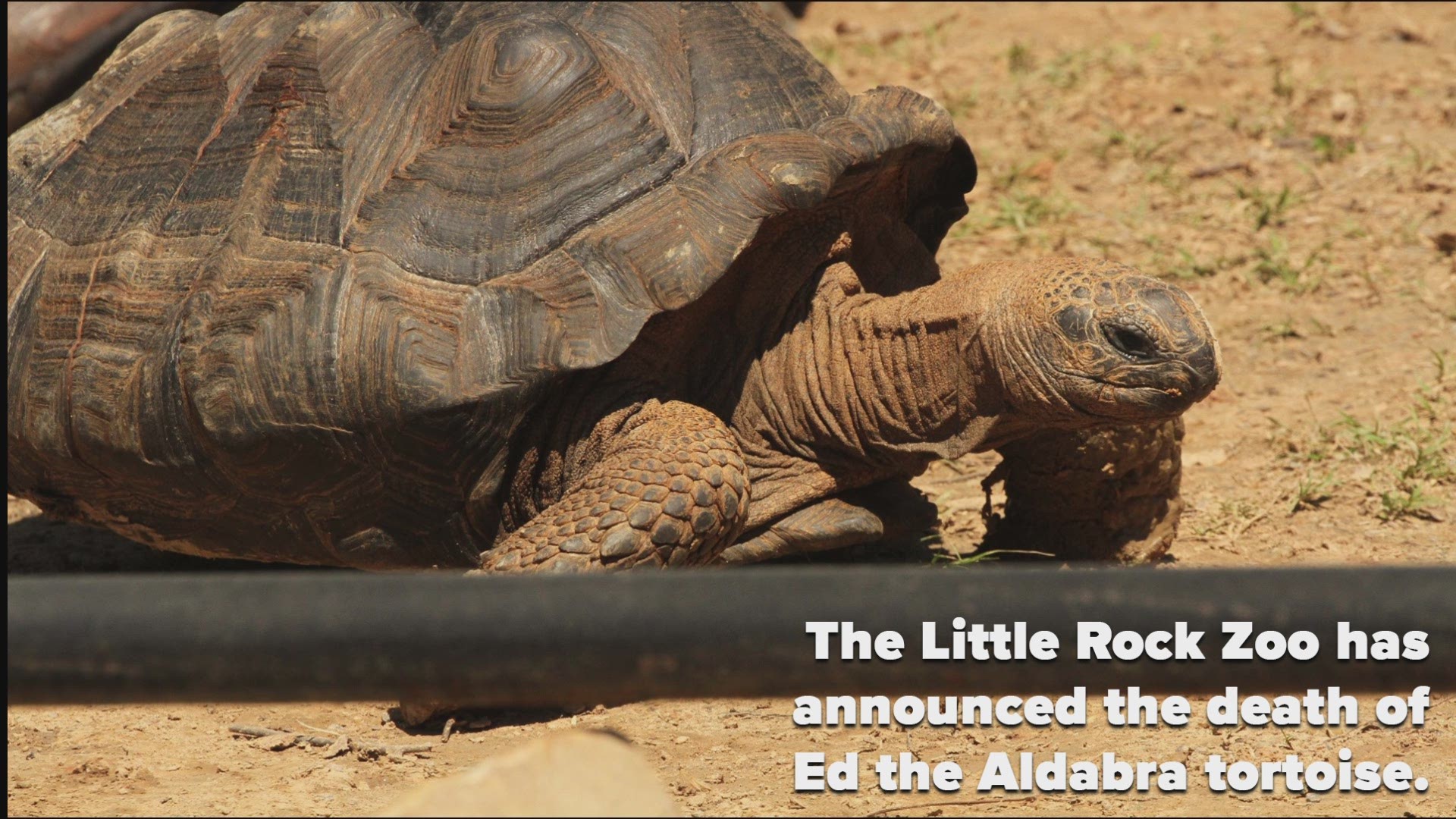 Ed the Aldabra tortoise was known for his larger size of 580 pounds. He was with the Little Rock Zoo family for 28 years.