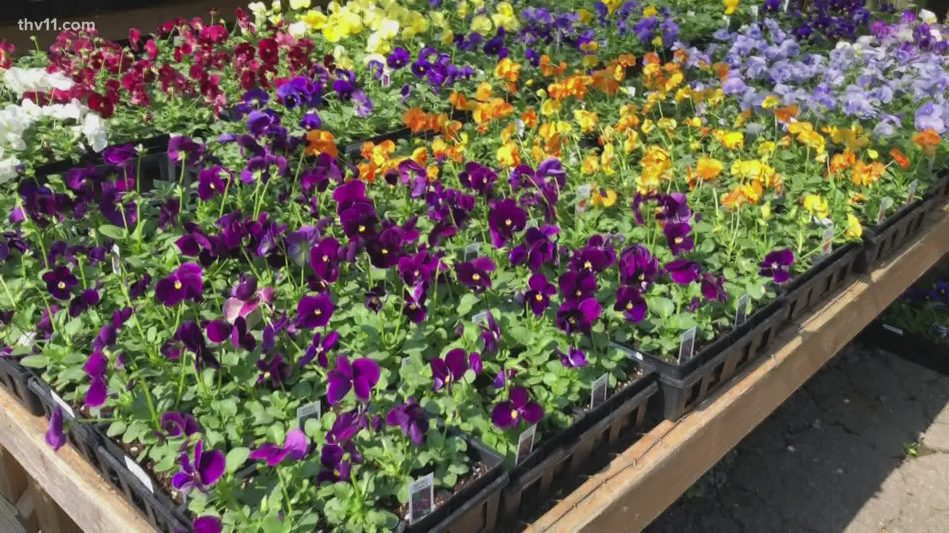 Chris H. Olsen with Plantopia shares his advice on what to plant this fall, such as pansies, snapdragons, cabbage and marigolds.