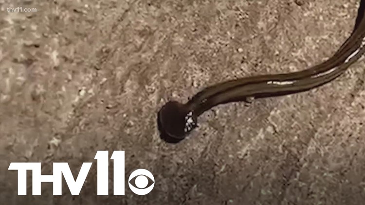 Unfriendly hammerhead worms invade Arkansas