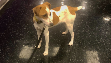 North Little Rock Animal Shelter Phone Number - petfinder