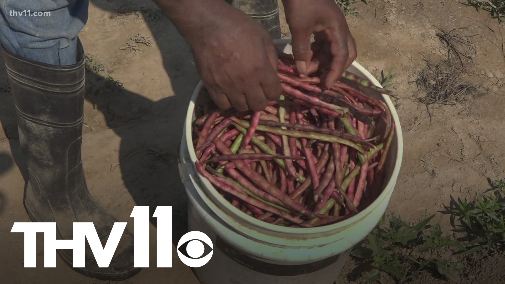 Out of 3 million farmers across the country, only 45,000 are Black, with only 1% of that number in Arkansas.