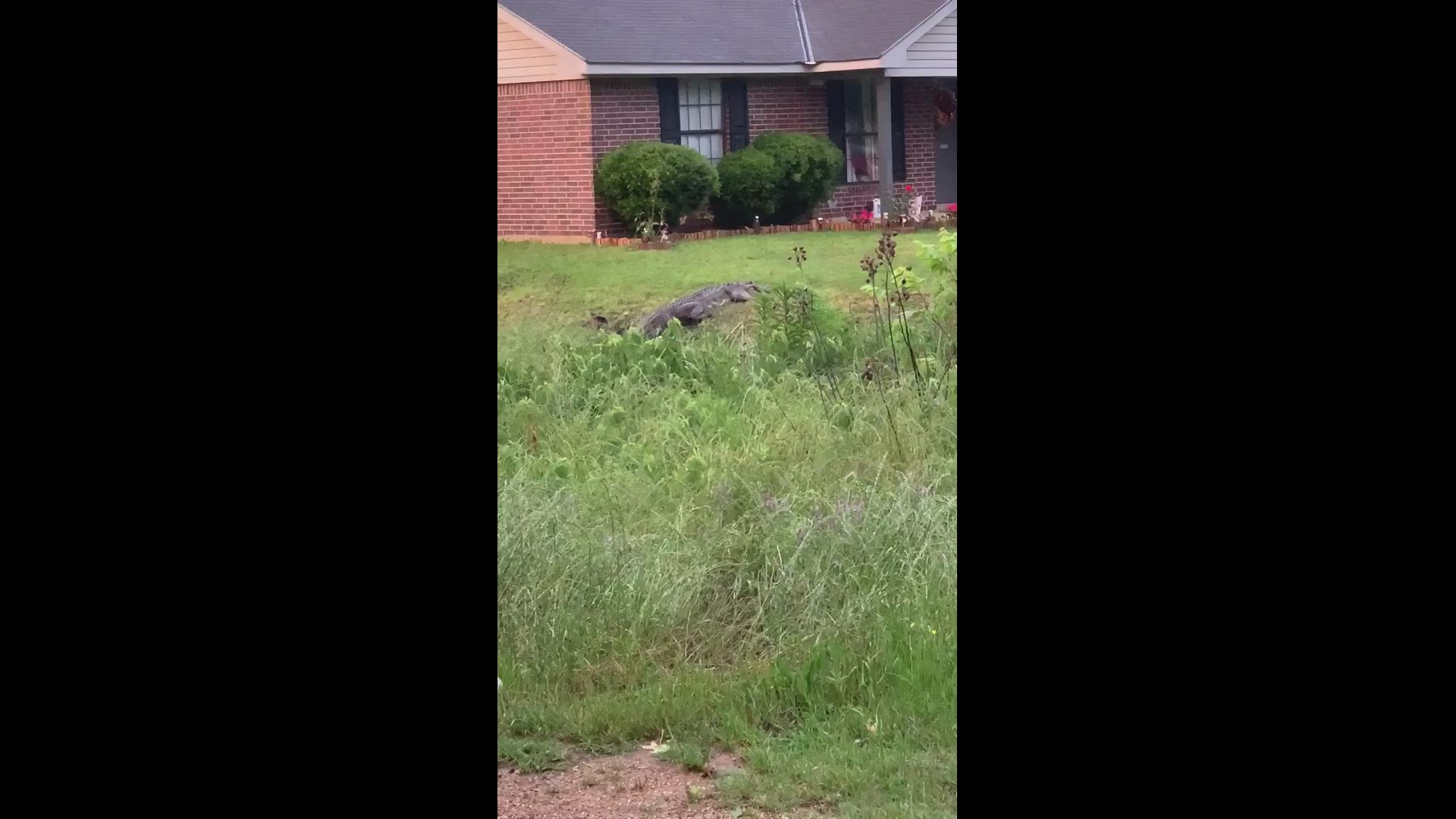 A 5-year-old boy had a close call with an alligator in Bradley, Arkansas on Friday evening.