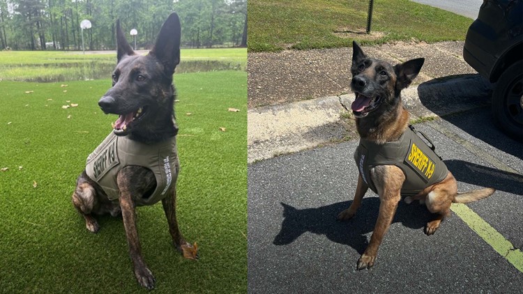 K9 Bruno Receives Vest Donation, News