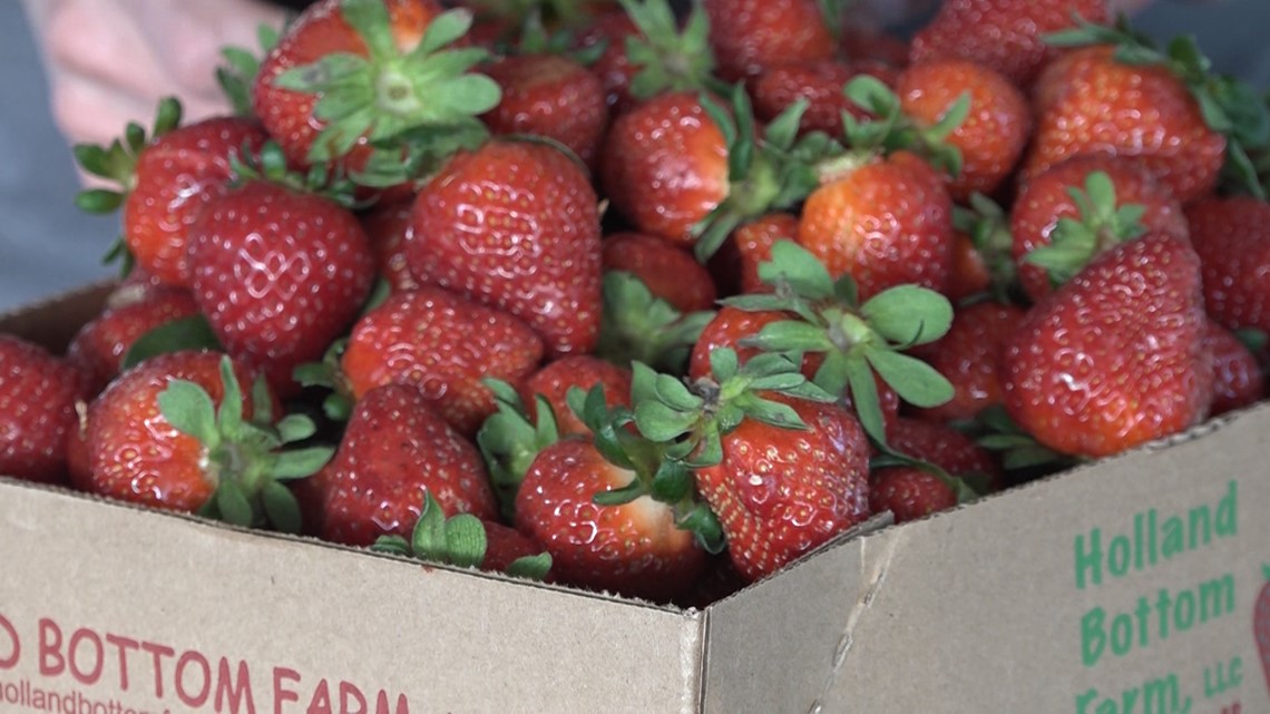 Arkansas farmers getting ready for strawberry season
