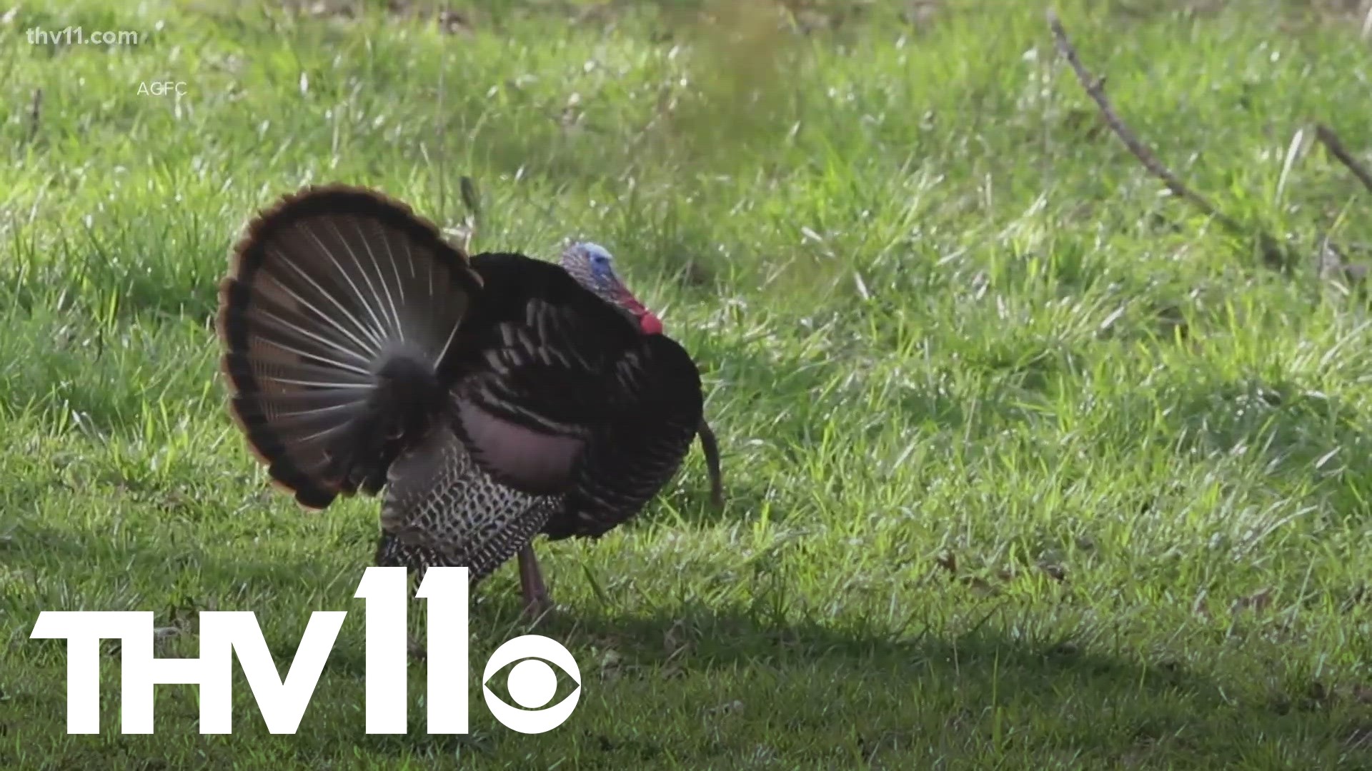 Trey Reid with Arkansas Game & Fish joins Hayden Balgavy to discuss all things outdoors, including the youth turkey hunting season.