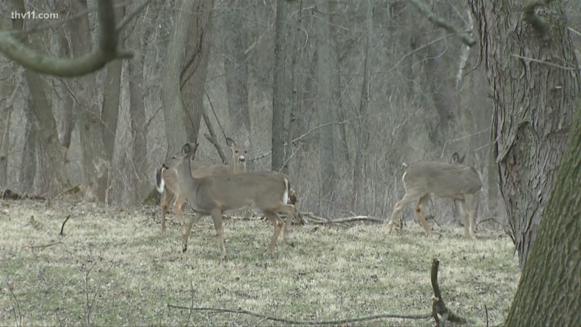 The Arkansas Game and Fish Commission is asking hunters for help reporting Chronic Wasting Disease.