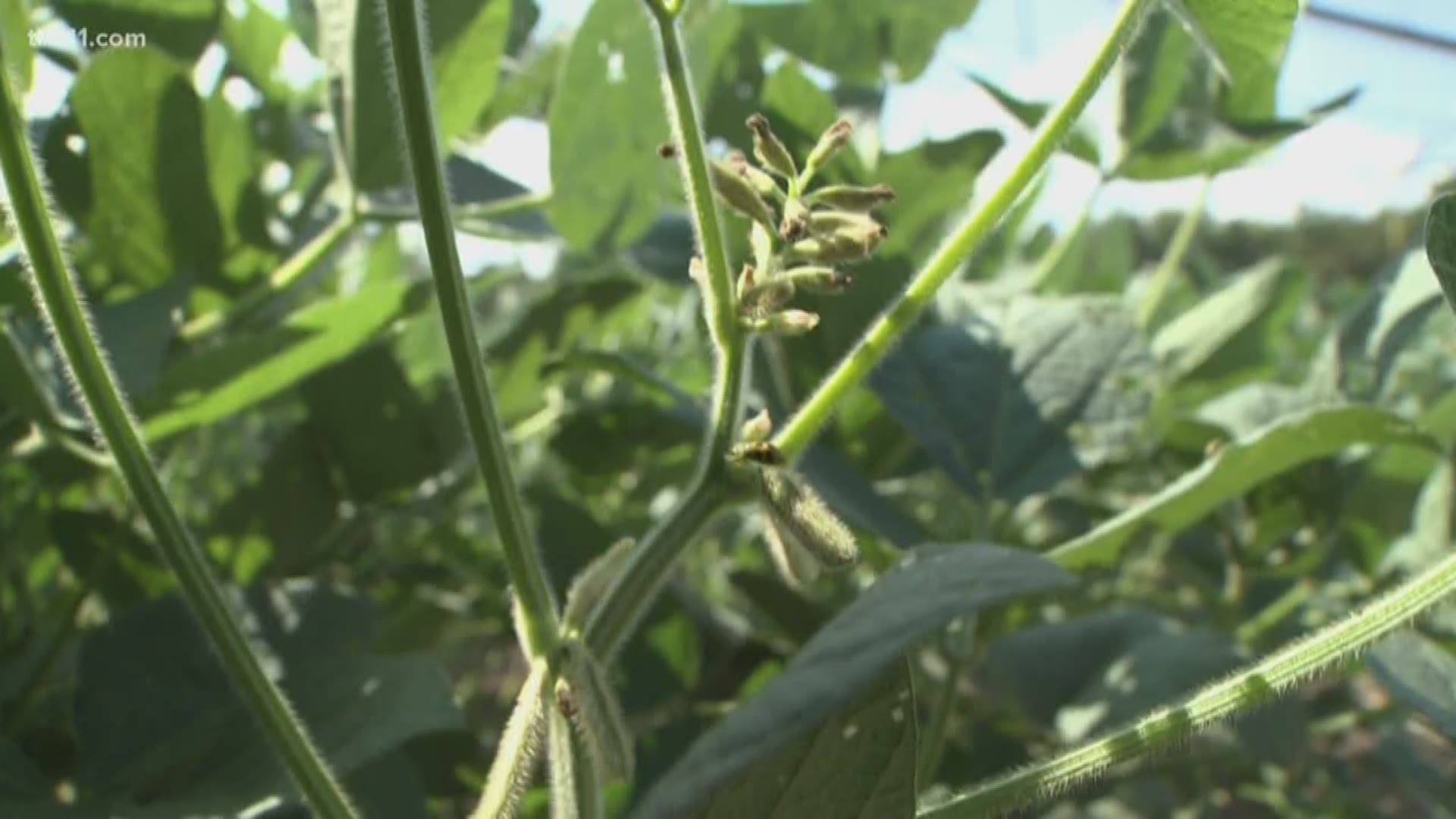It's almost harvest time here and the Arkansas soybeans have seen it all this season. A good year versus a bad year can make or break soybean farmers.