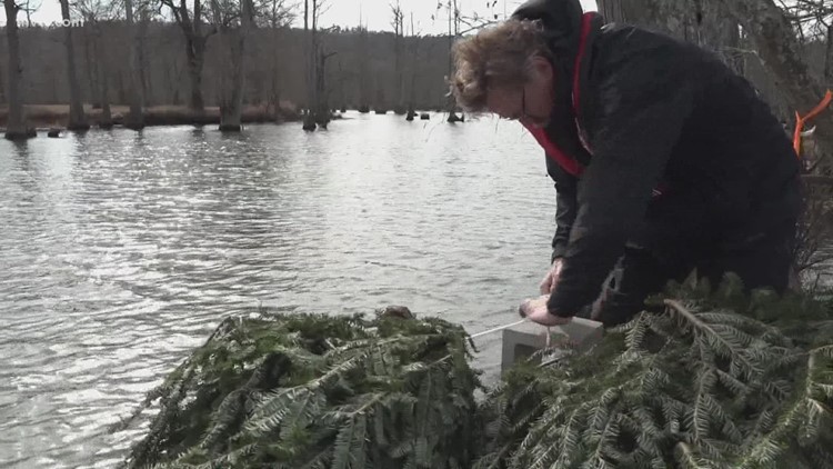 What's the best way to safely dispose of your Christmas tree?