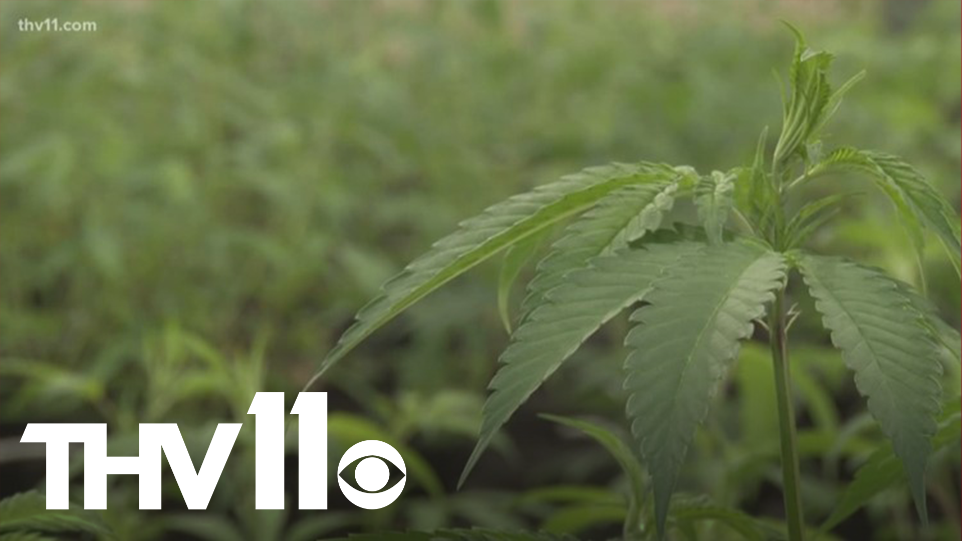 Hundreds of new jobs are coming to Pine Bluff as a new facility is set to open in a few months. This facility will be responsible for growing marijuana.