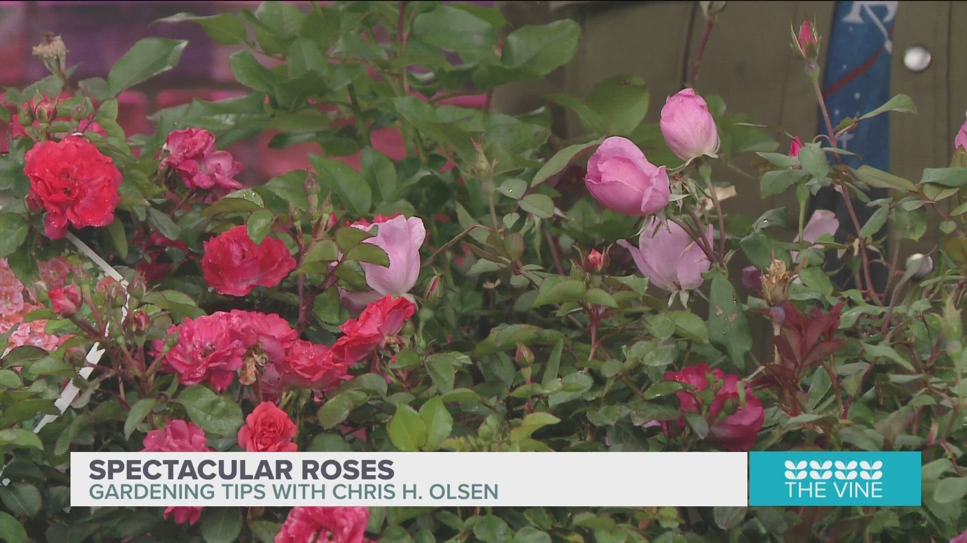 Chris H. Olsen is telling us how to make your roses flourish this spring.