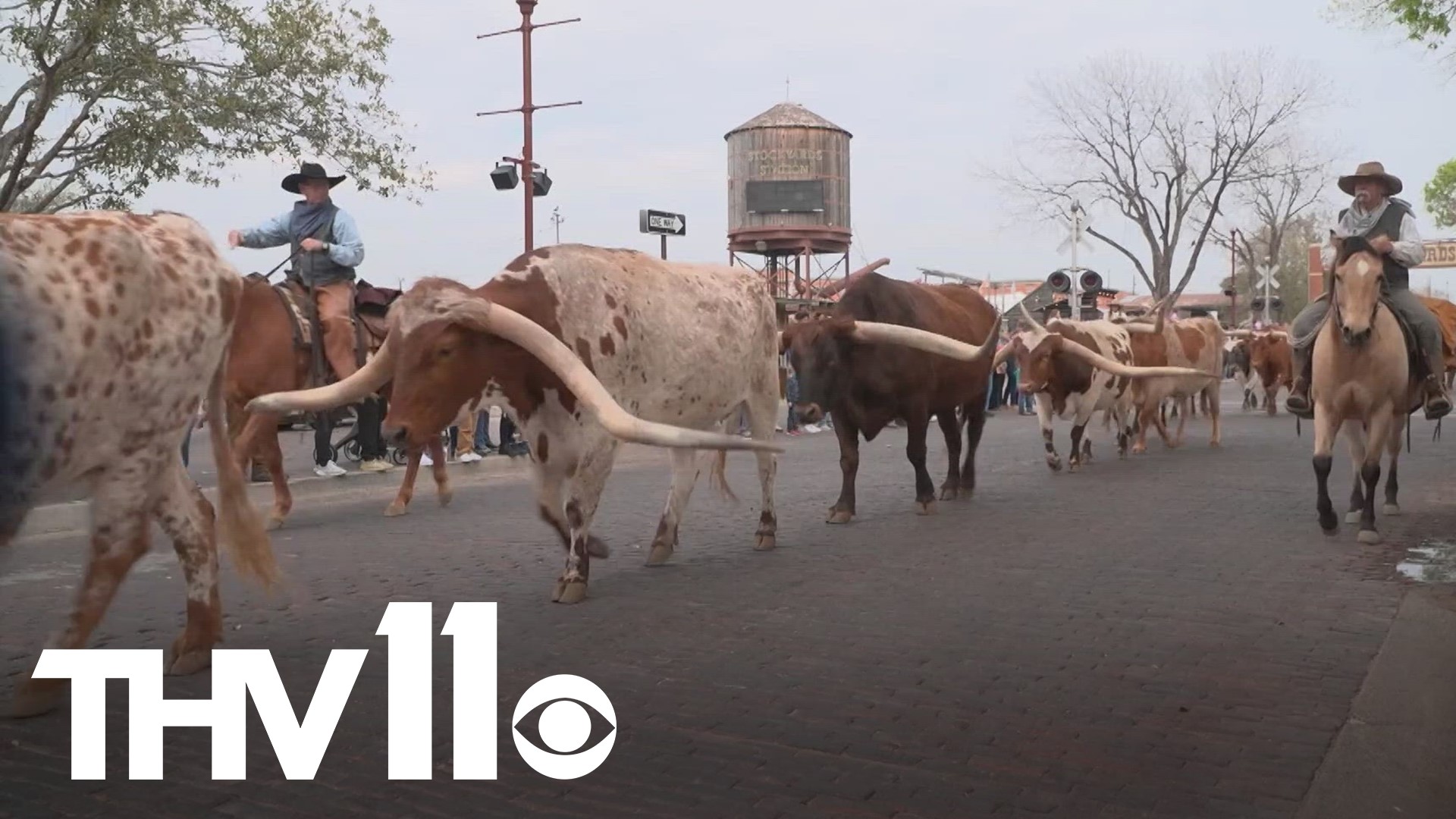 As things are starting to cool off once again, the famous cattle drive at the Fort Worth Stockyards is now back.