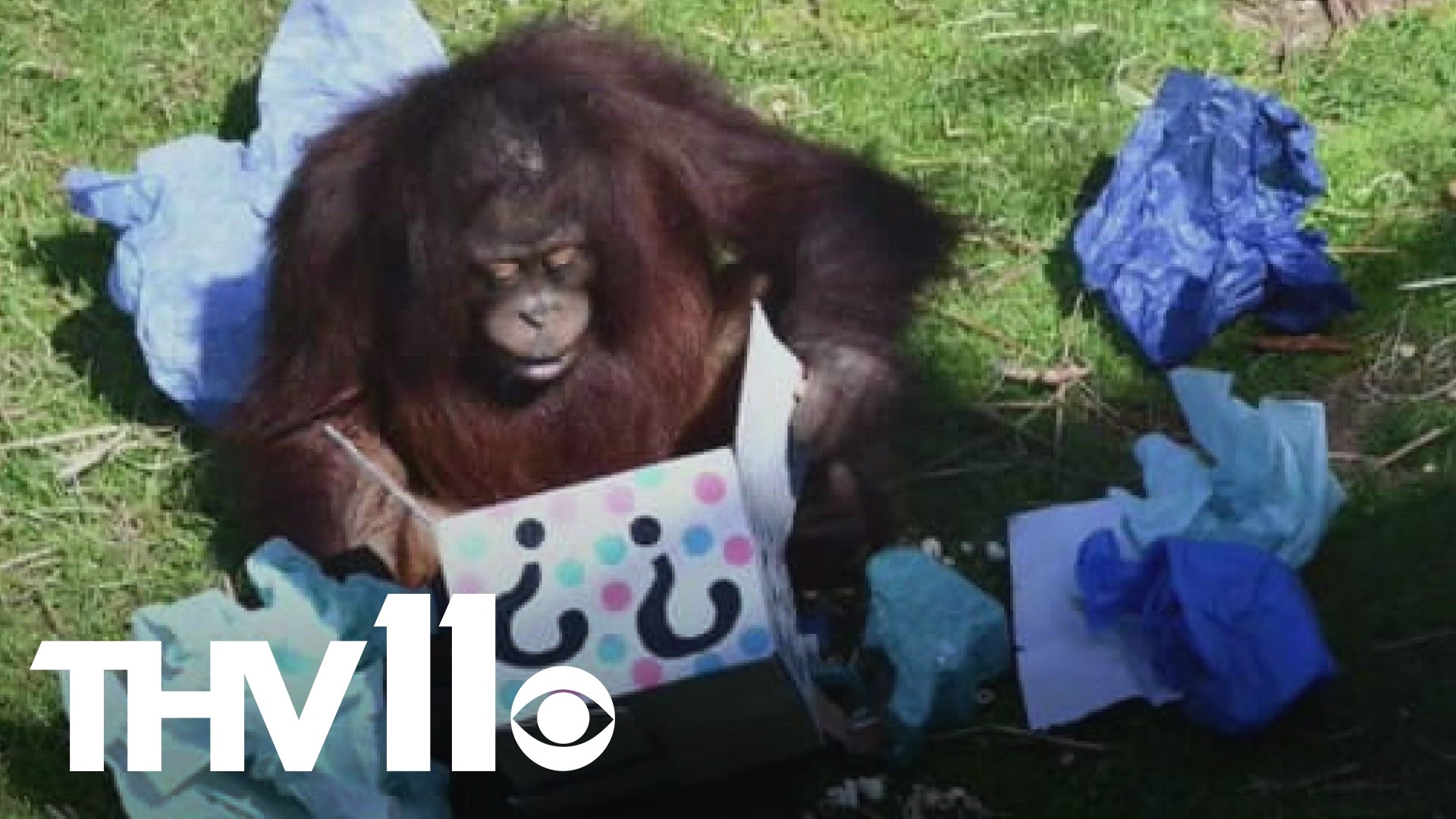 The Little Rock Zoo hosted a gender reveal celebration in honor of the new baby orangutan born on February 23.