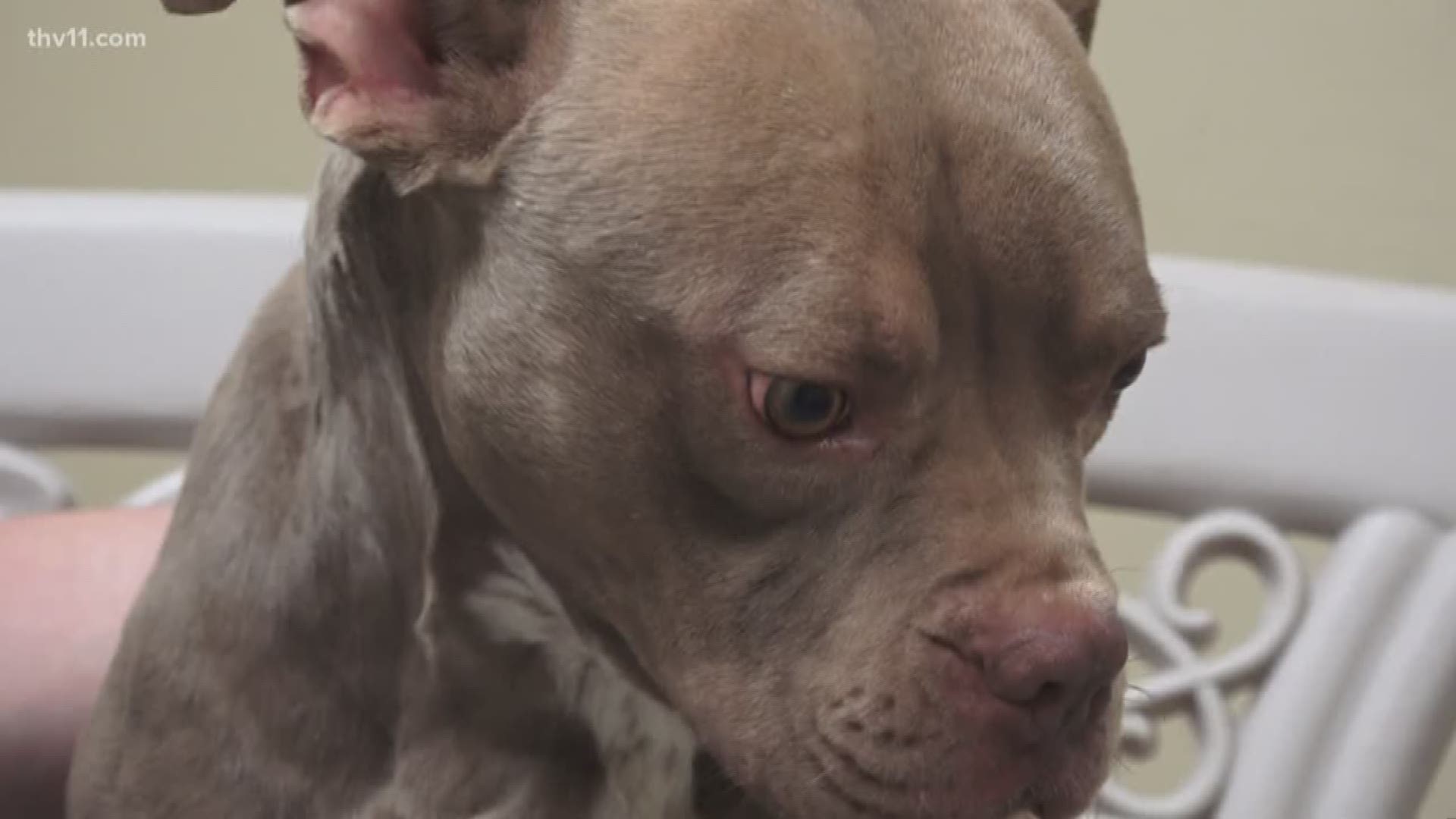 In Bryant, shelter pets are getting a little rest from the stress of the kennels -- thanks to some donated boom boxes.