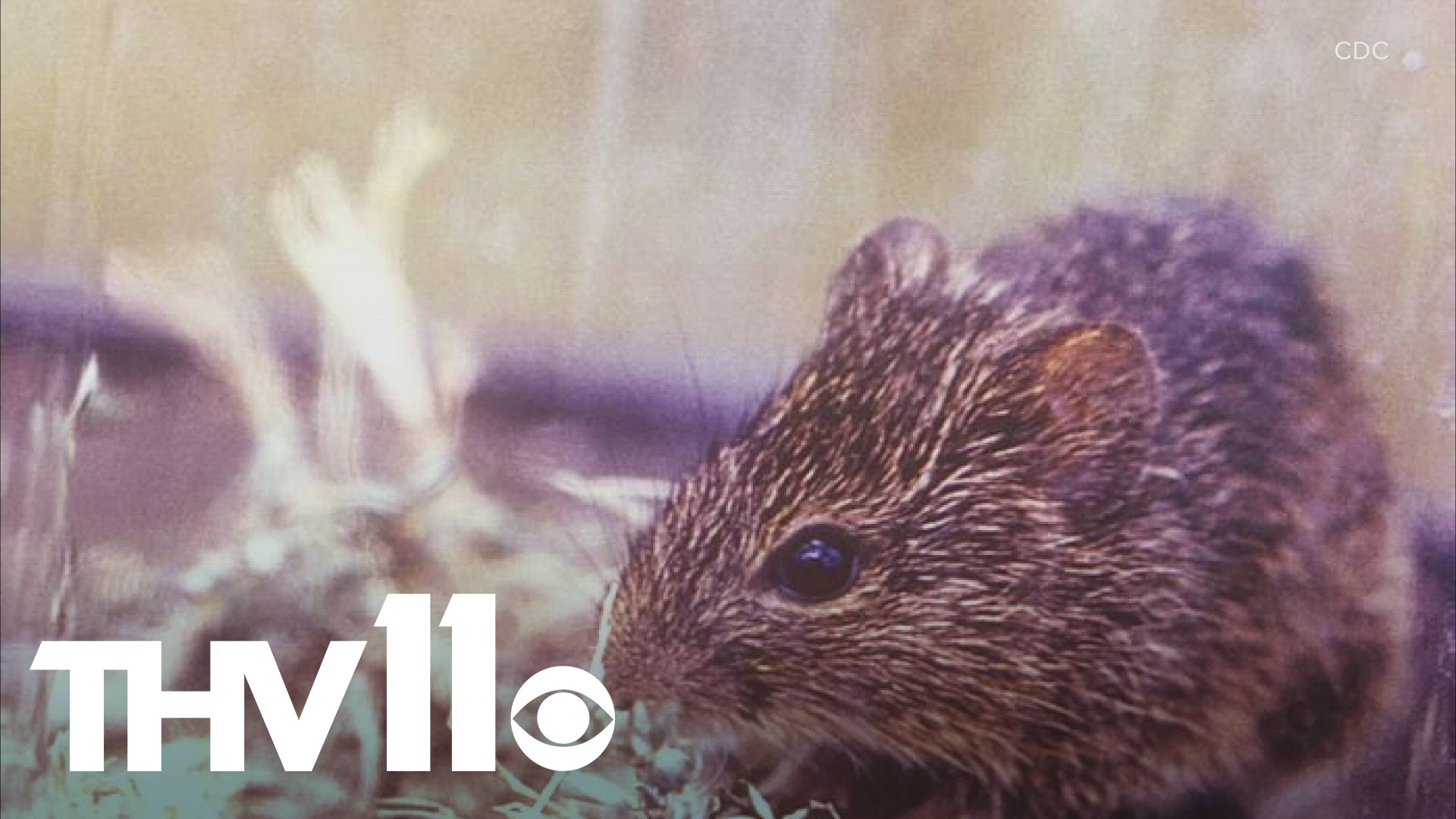 A dangerous virus that is typically found in rodents has now been confirmed in a human here in Arkansas.
