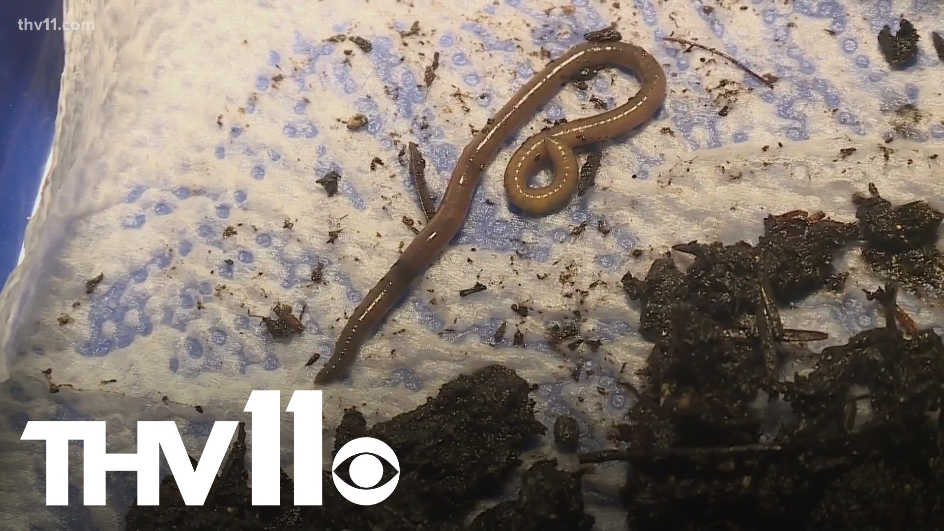 Experts in Arkansas say the jumping worm is an invasive earthworm that could cause problems. Here’s what to know about them.