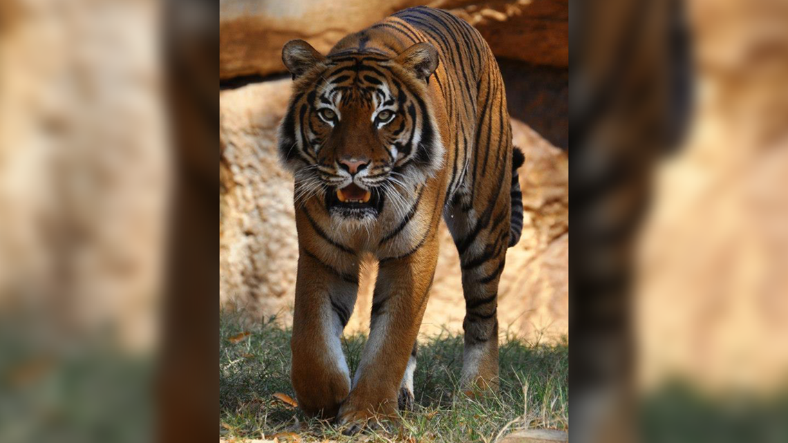 Little Rock Zoo celebrates the birth of three tiger cubs