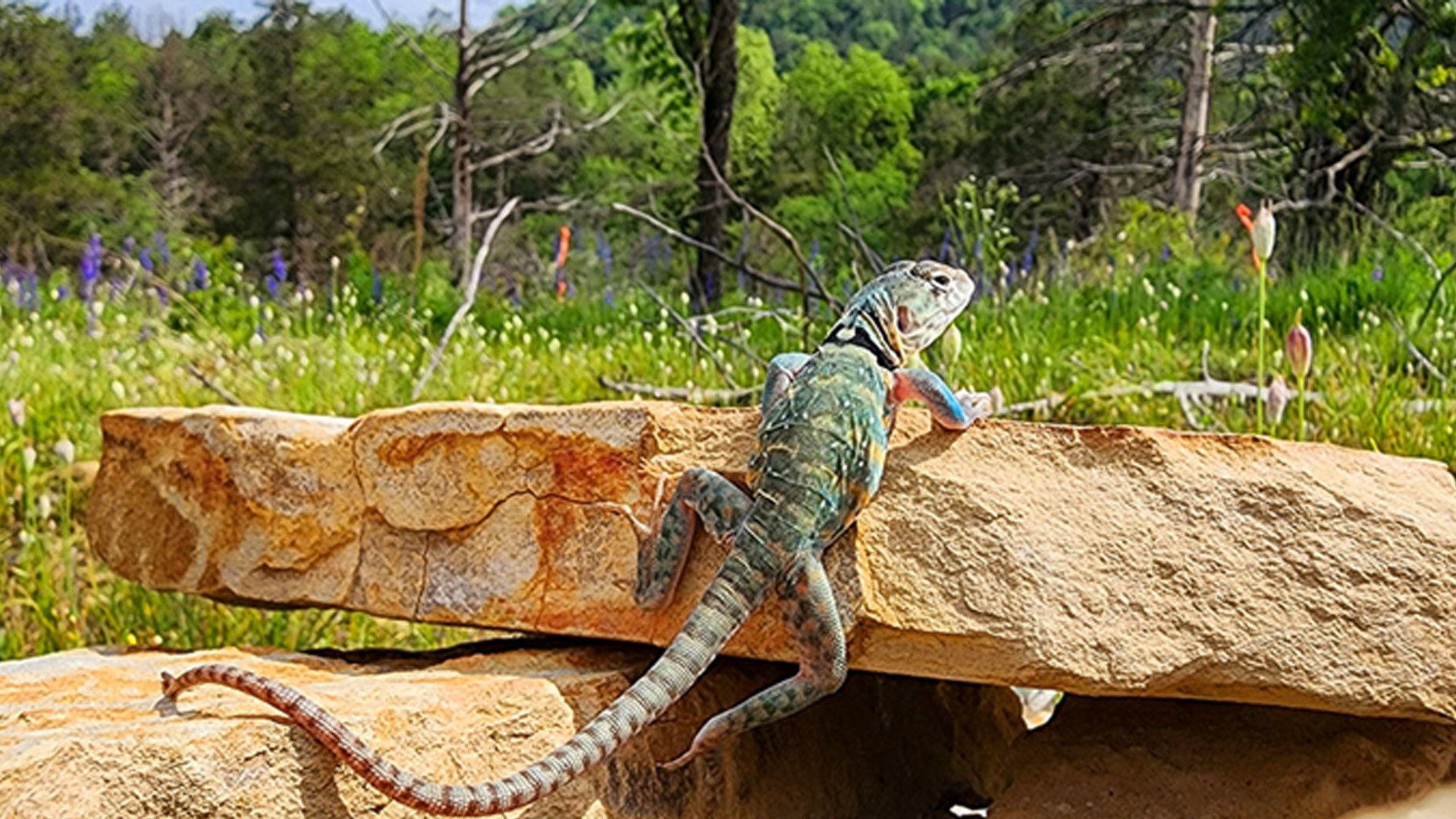 Ark Lizards Over forty Eastern collard lizards find home in Arkansas Ozarks | thv11.com