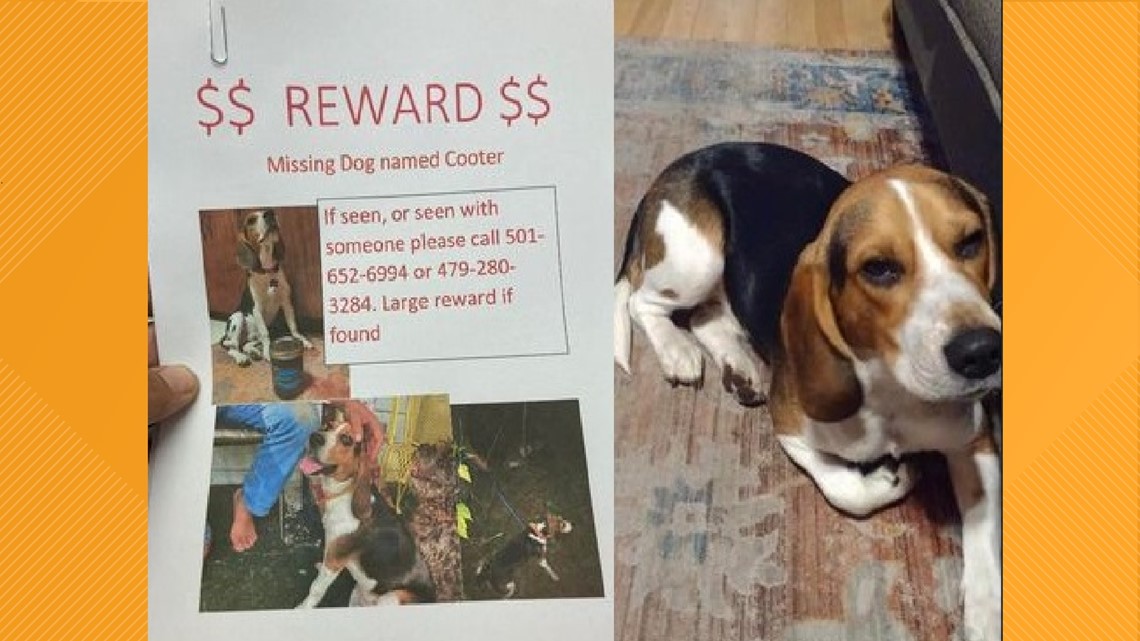 Missing best sale dog found