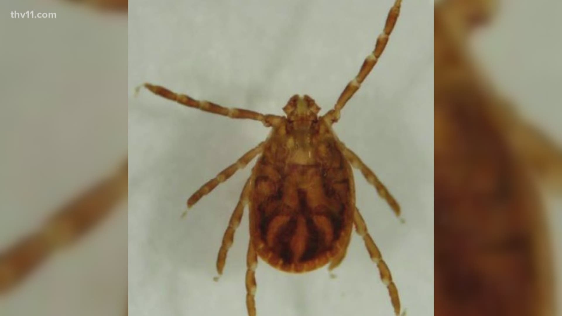 Longhorned tick reported in Arkansas