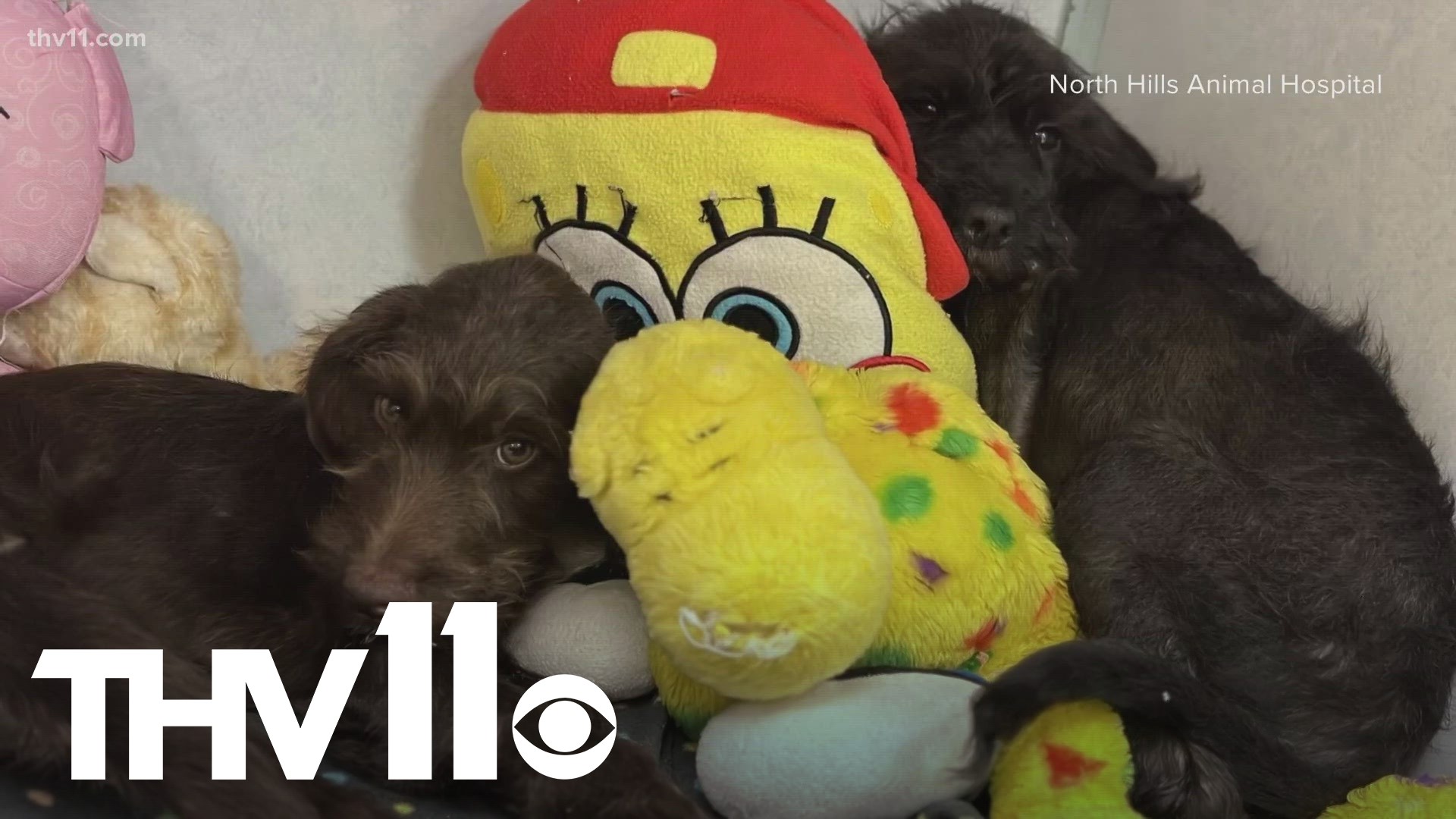 Volunteers at one Central Arkansas animal shelter are on high alert after two dogs tested positive for parvovirus.