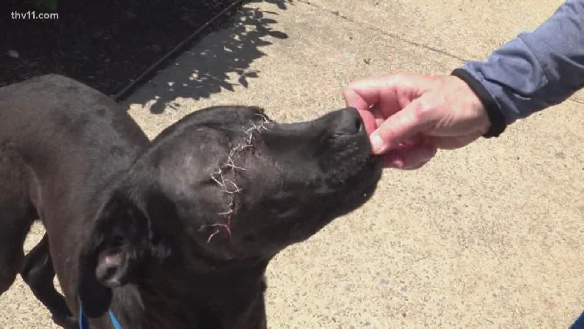 Miracle dog survives being shot in the face