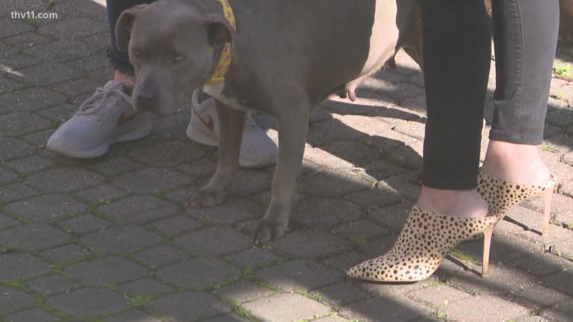 Out of the Ashes Pit Bull Rescue has nearly two dozen adult pit bulls up for adoption in Central Arkansas.