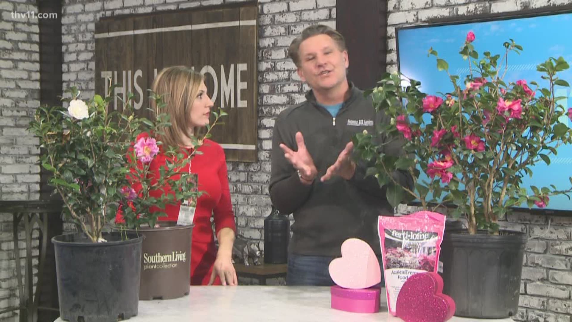 Chris H. Olsen shares why Camelias are a perfect gift!