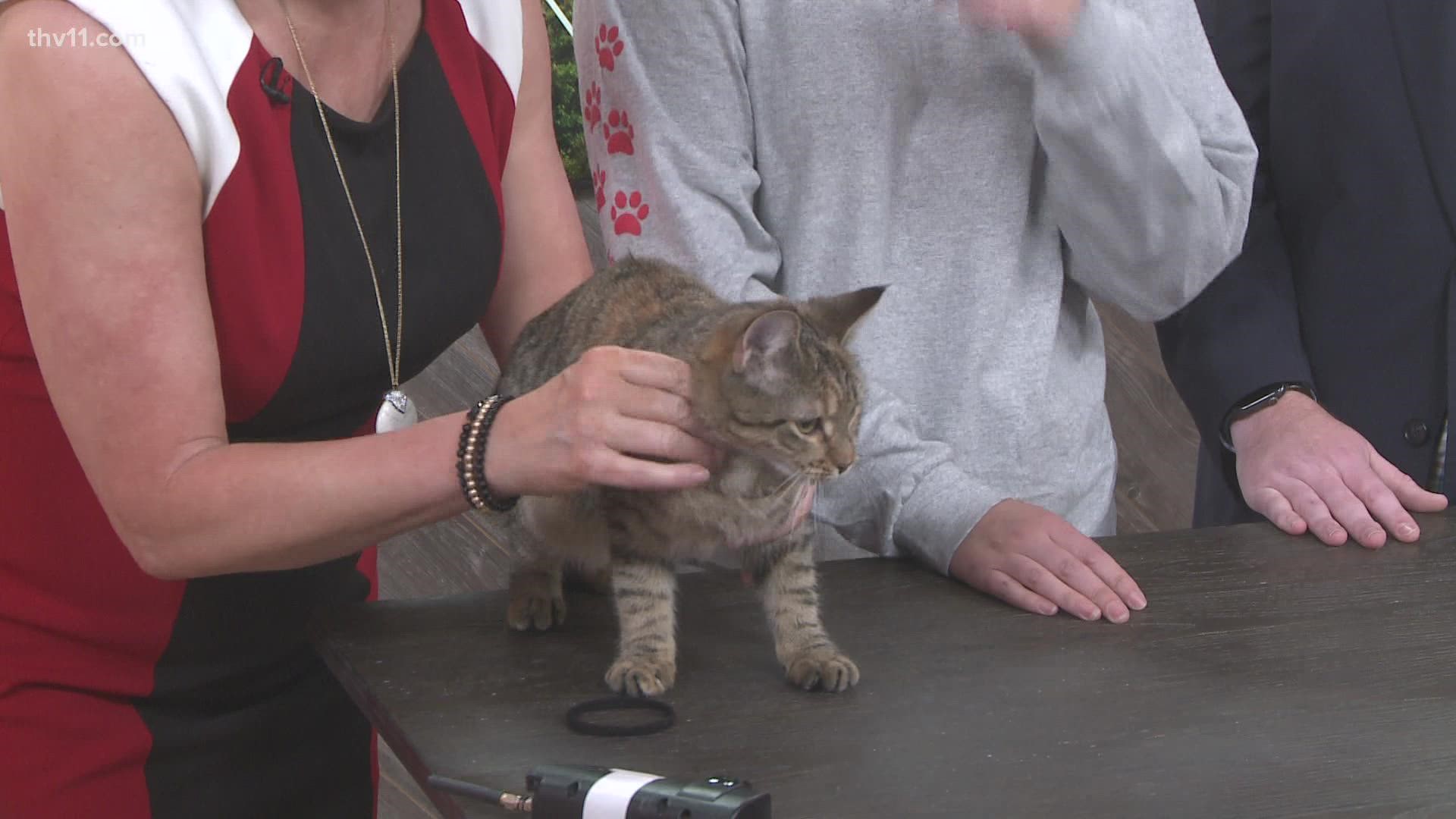 Betsy Robb is here with Crescent, our pet of the week.