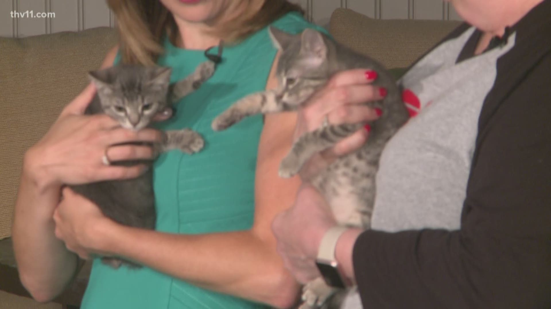 Stop by Friends of the Animal Village in Little Rock to take home these calm cuties!