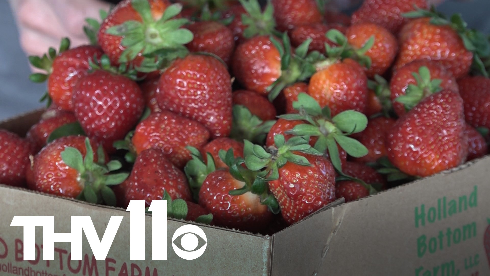 Spring berries would typically be ripe by now, but the winter weather caused a setback. For those wanting to pick some local strawberries, things are looking up.