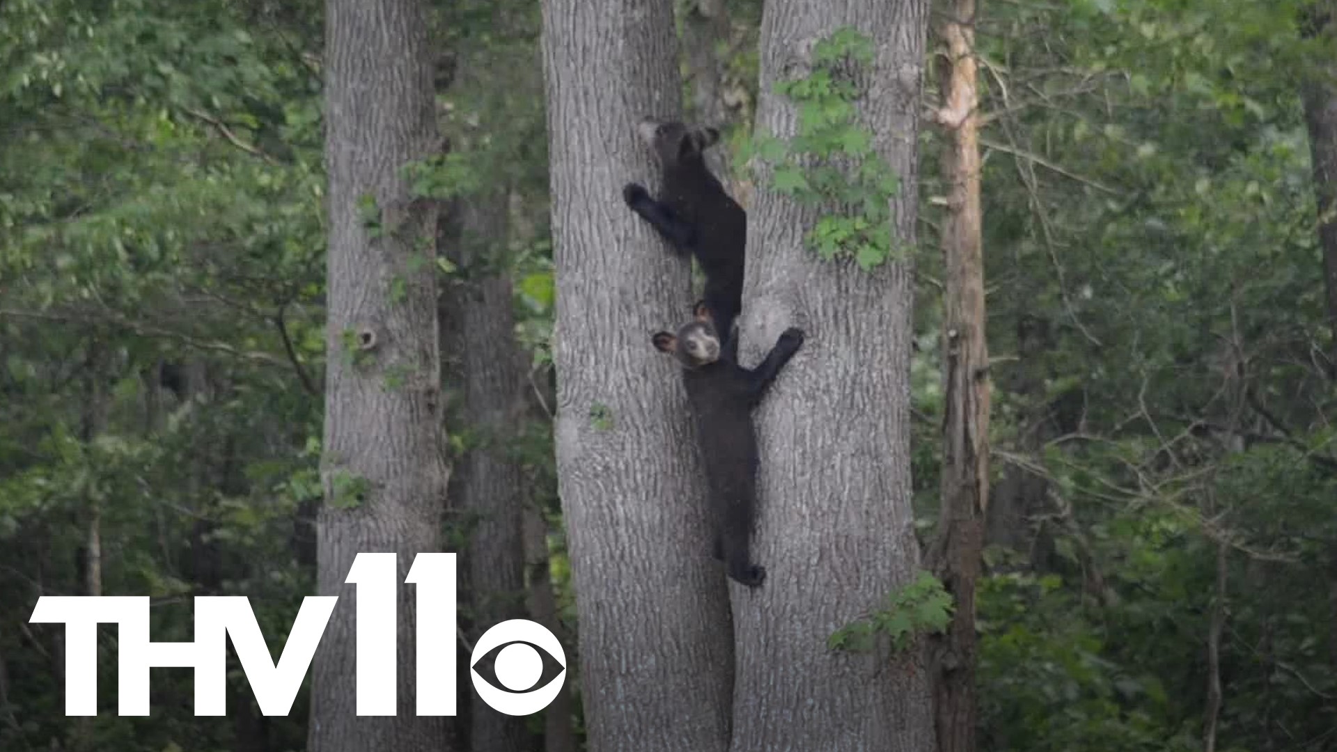 Arkansas bear hunting season now expanded