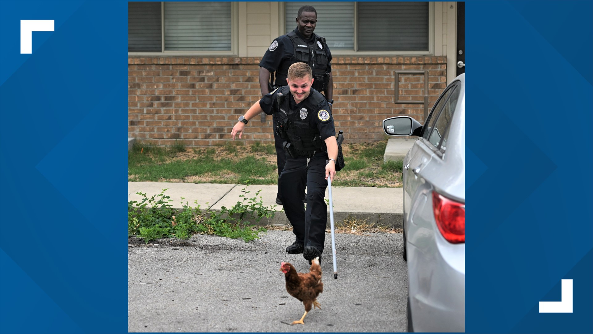 Two Jonesboro officers work to wrangle up loose chicken
