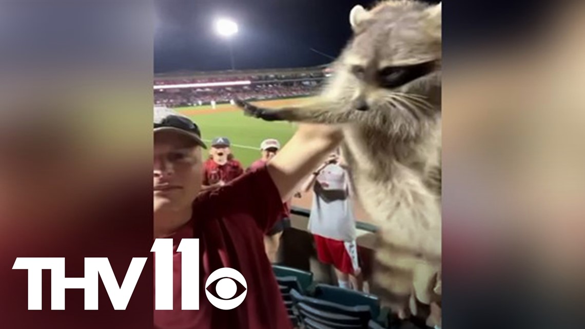 Meet the dude who caught a raccoon during a baseball game