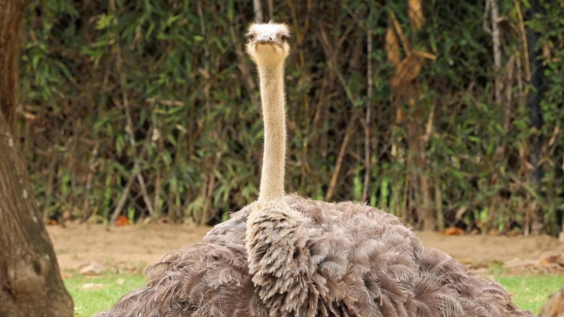 Little Rock Zoo hosting 12th birthday celebration for ostriches, Pearl & Mary Agnes