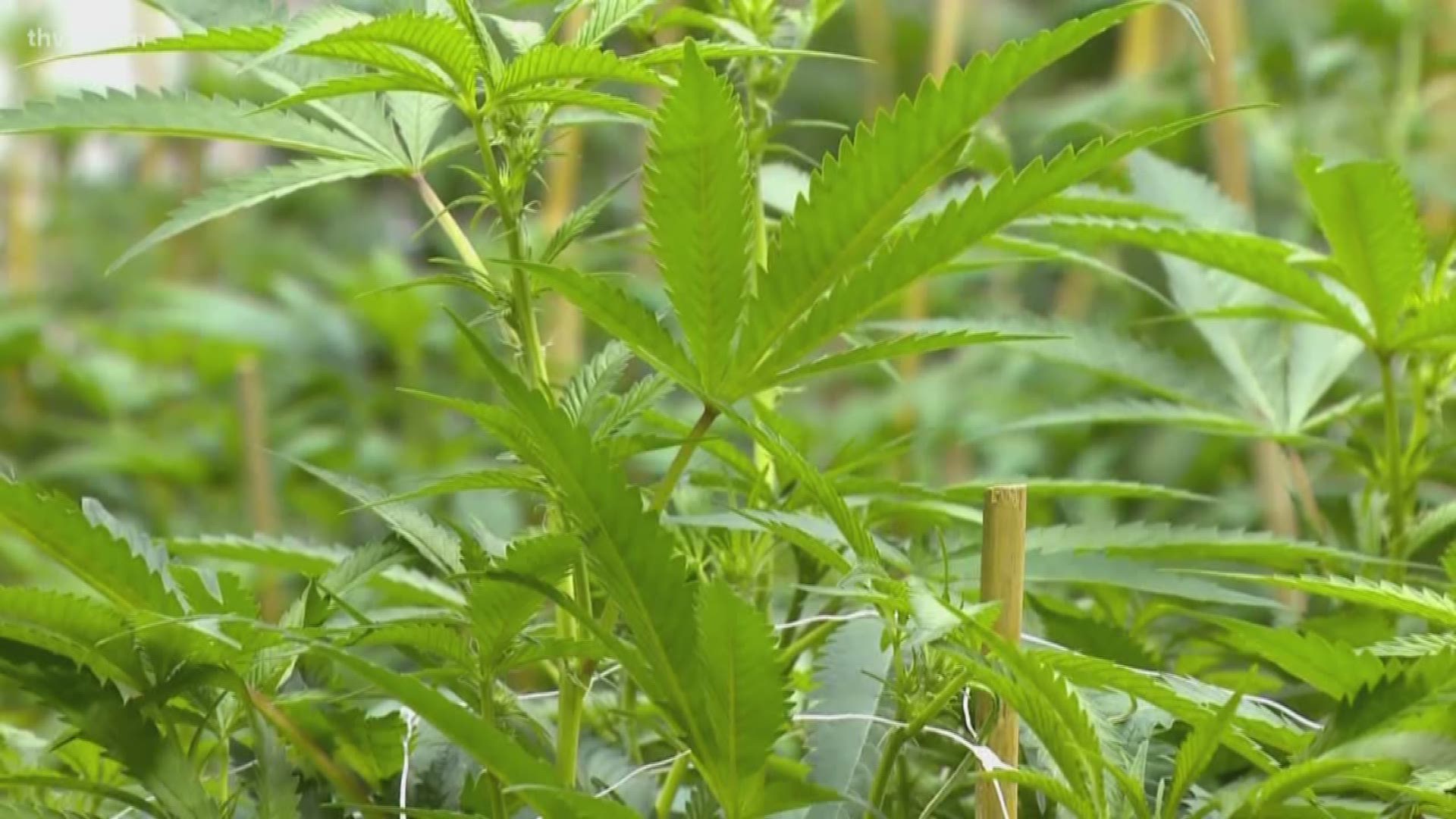 THV1's Michael Aaron gives us our first look at actual plants now growing in Arkansas.