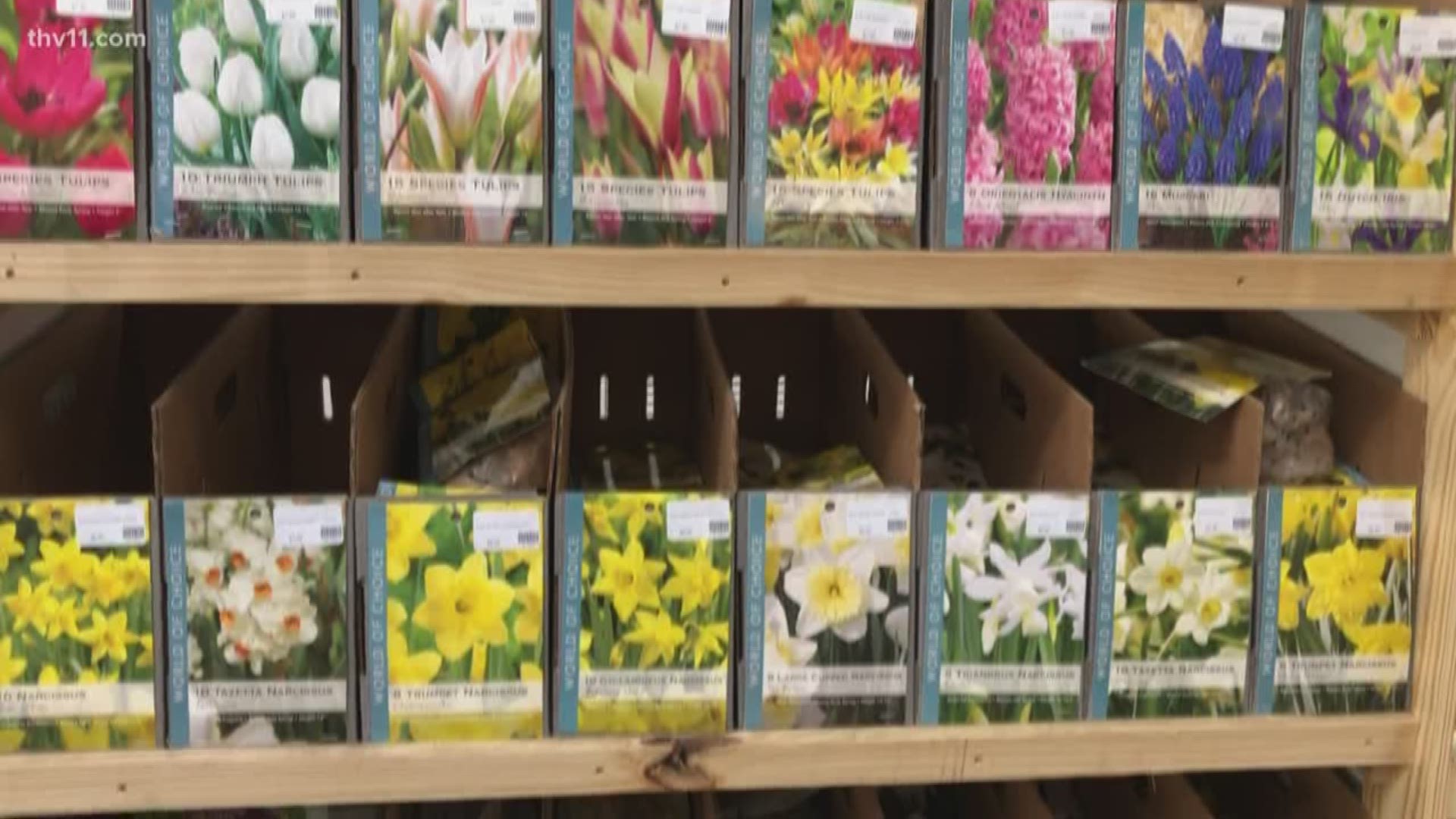 To add some color to your garden in the winter, plant beautiful bulbs. Chris H. Olsen shows us how and when to plant bulbs.