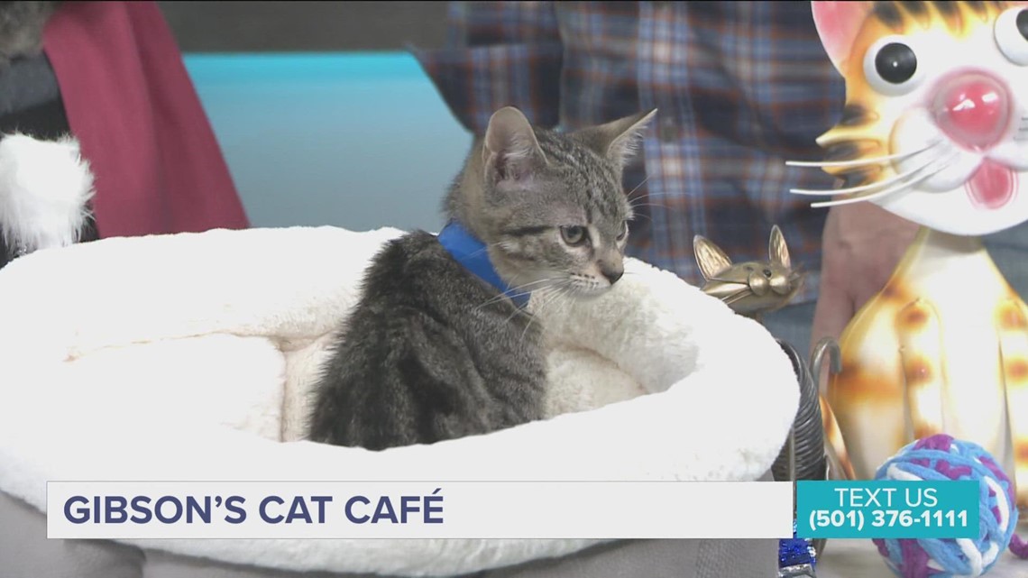 New business combines cats and coffee in Conway