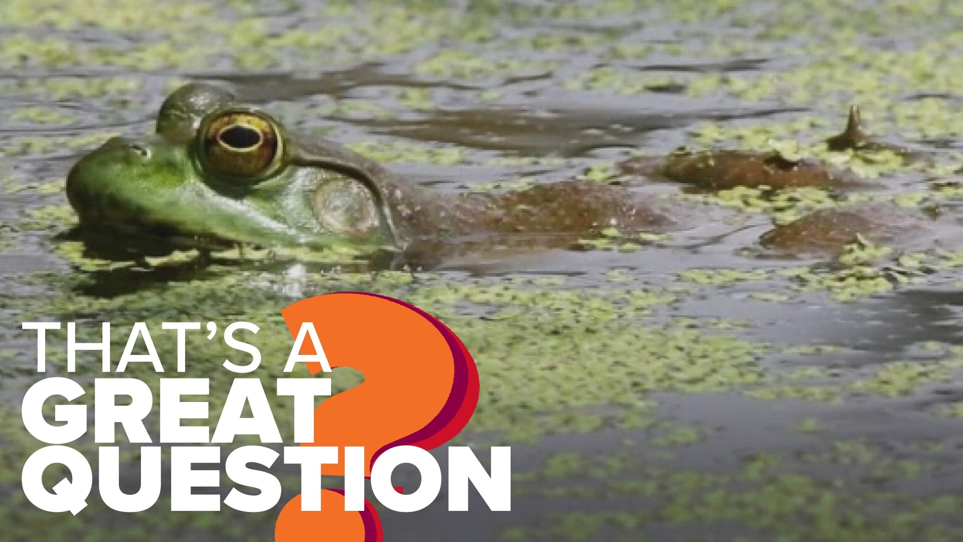 Most Arkansas hunters know the rules for hunting deer and ducks, but what about bullfrogs? The Arkansas Game and Fish Commission explained how it works.