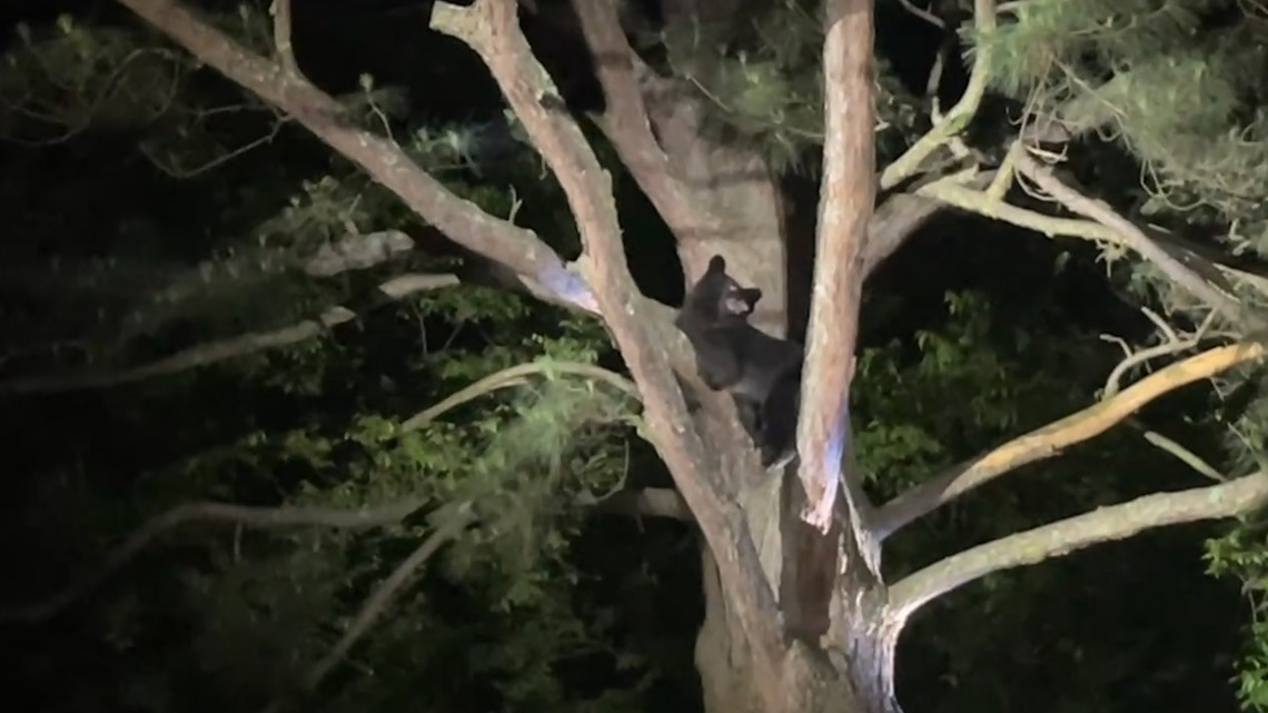 Man captures video of bear falling out of tree in Russellville - Vimarsana News